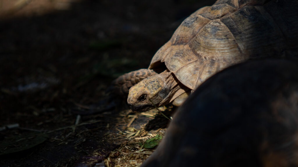 Mediterranean tortoise