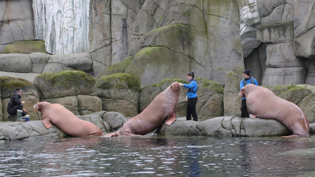 Morsas del Oceanogràfic adaptándose al zoo de Hagenbeck.