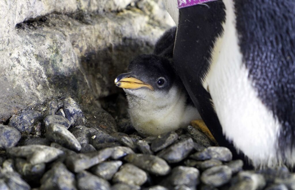 El pequeño pingüino. como nacen los pingüinos