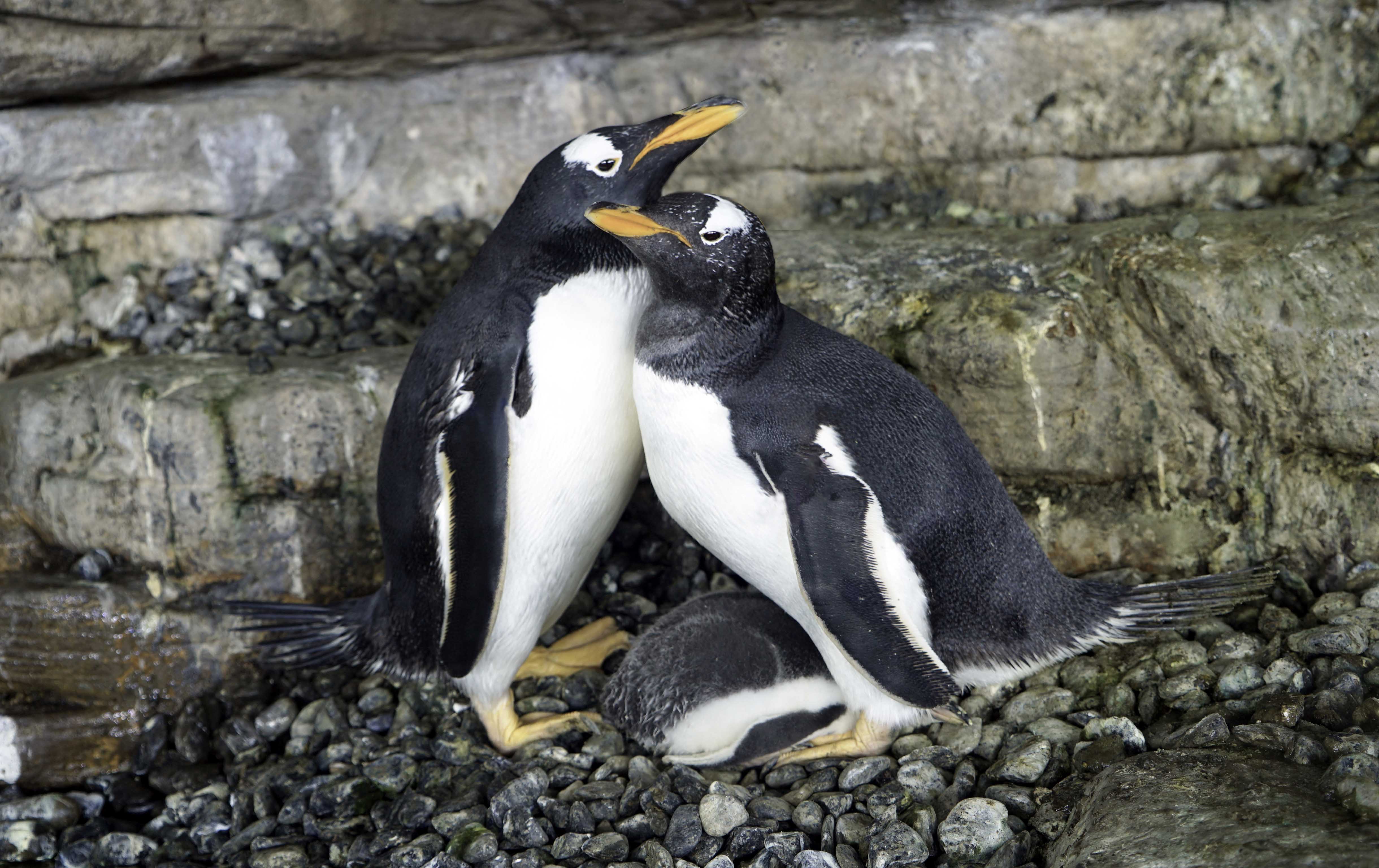 Dos pingüinos hembras incuban un huevo de otra pareja y logran criar un  pollo en el Oceanogràfic - Oceanogràfic de València