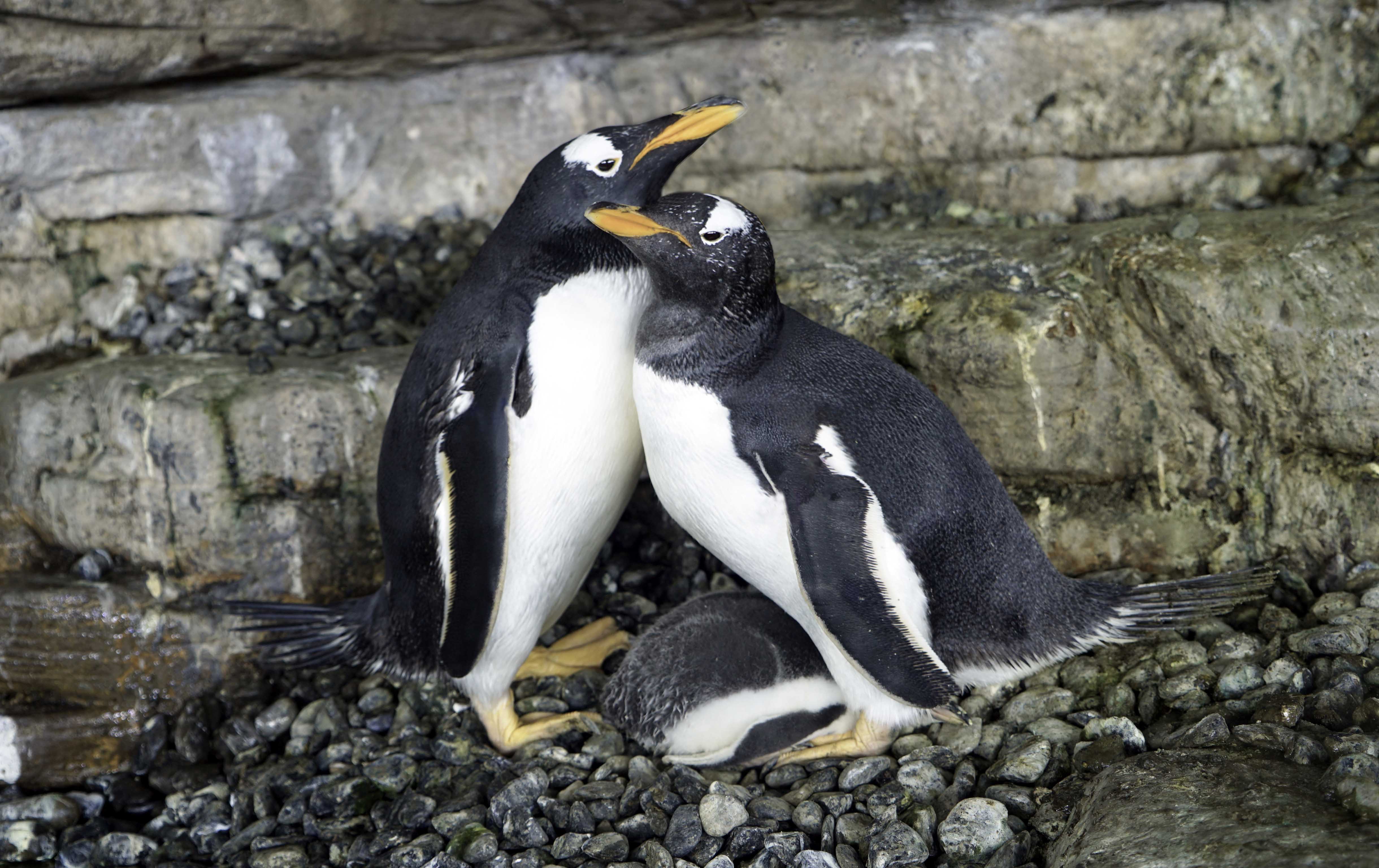 Dos pingüinos hembras incuban un huevo de otra pareja y logran criar un pollo en el Oceanogràfic - Oceanogràfic de València Dos pingüinos hembras incuban un huevo de otra pareja y logran criar un pollo en el Oceanogràfic - Oceanogràfic de València
