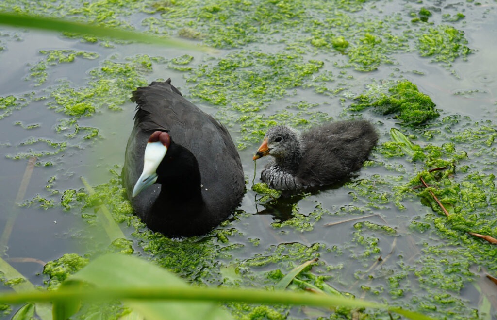 Red-knobbed coot