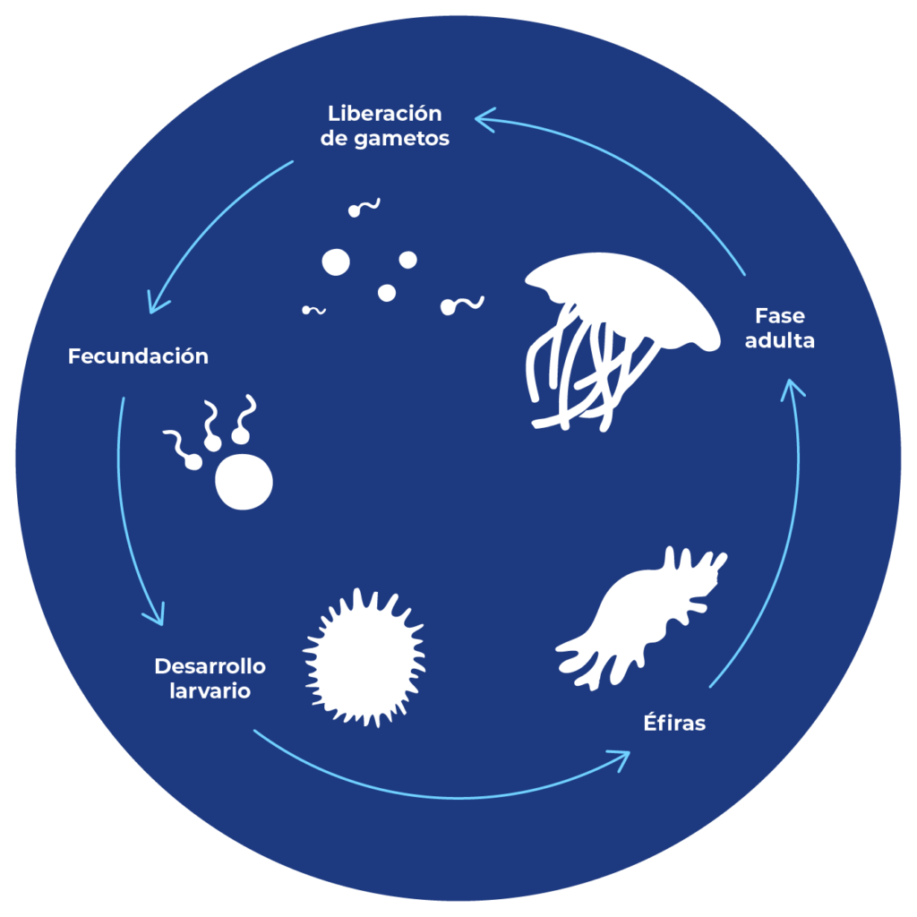 ciclo vital de la pelagia noctiluca