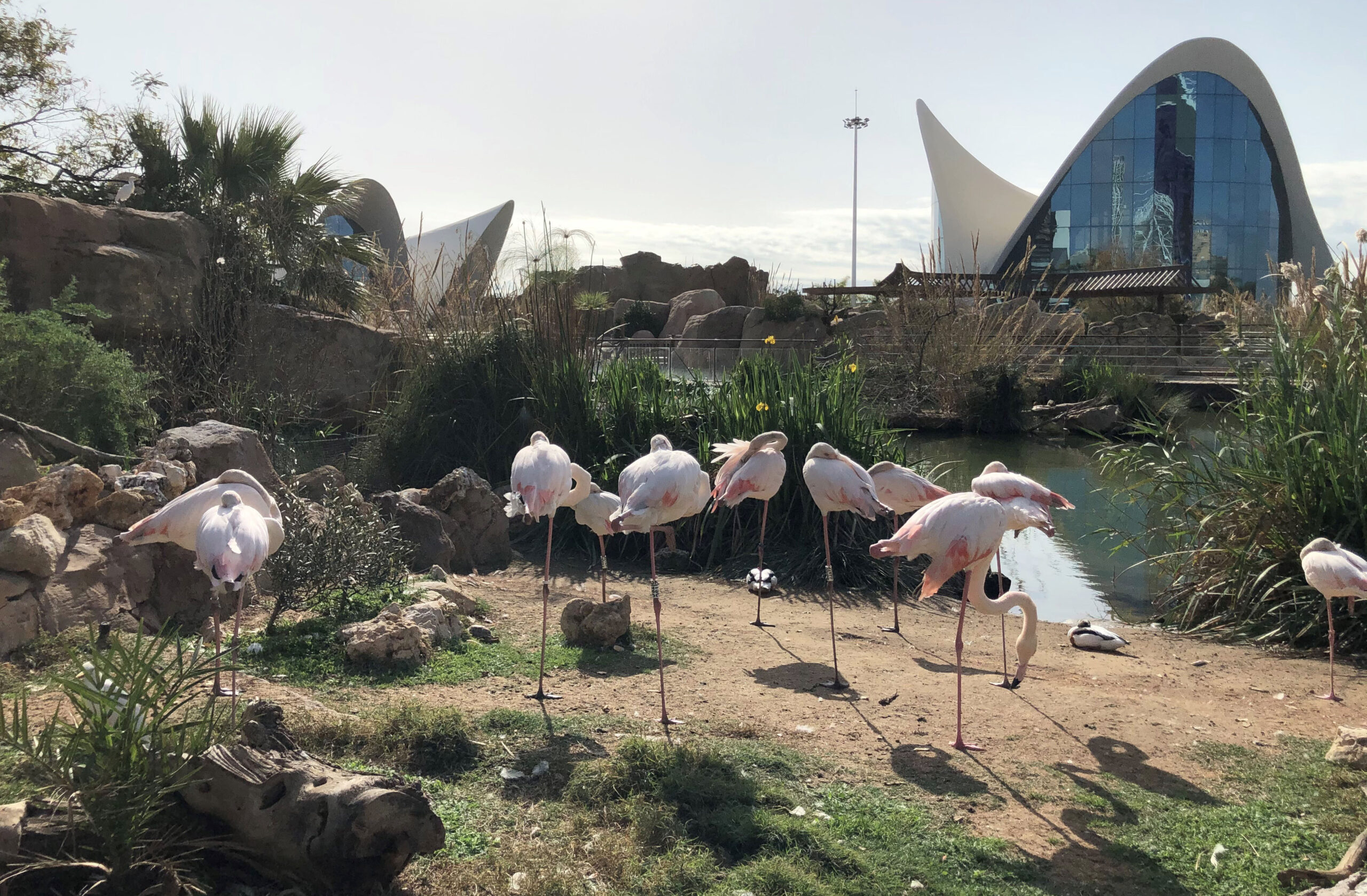 Lago con flamencos - gran parque urbano de valencia