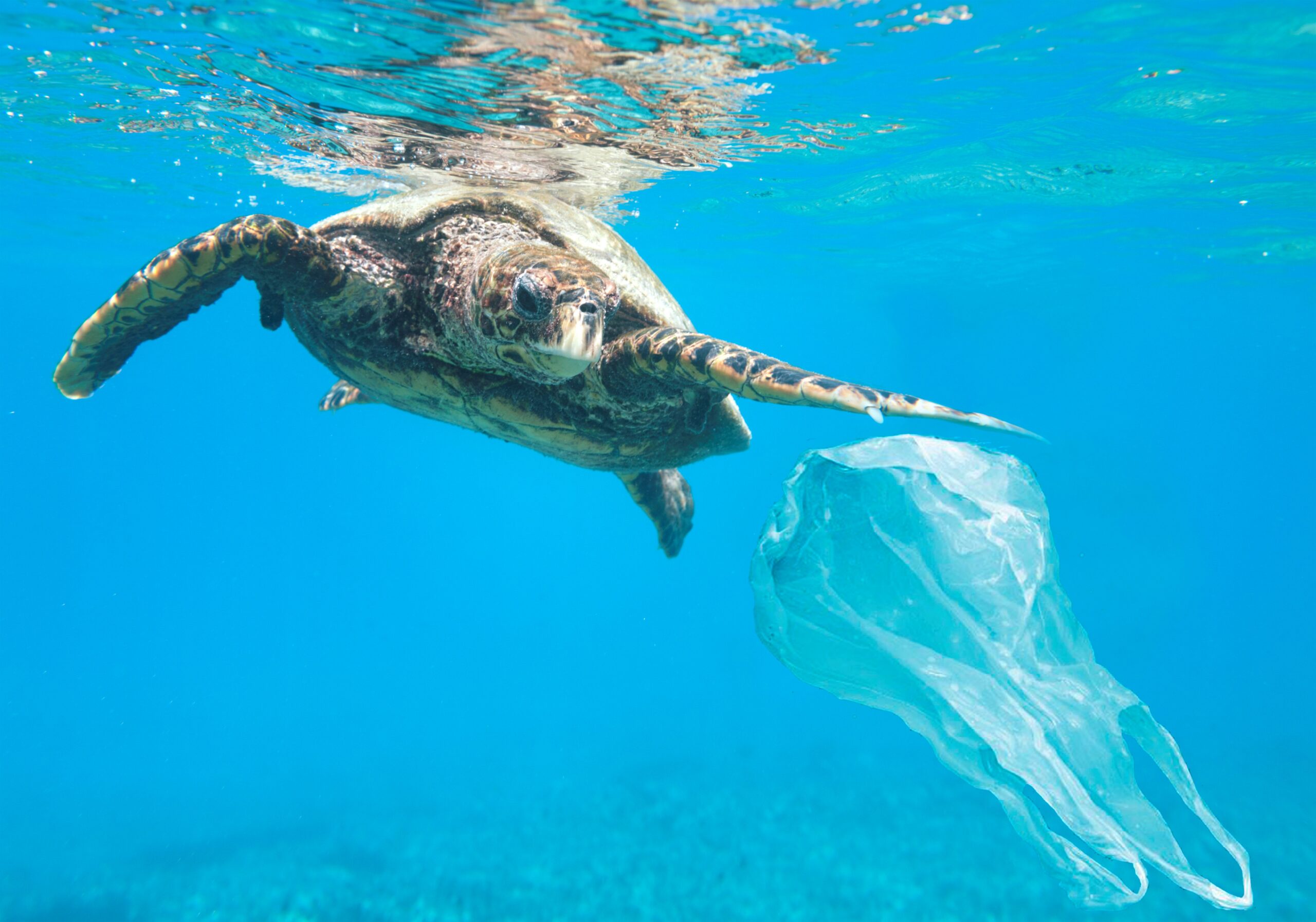 El Mar empieza aquí - Tortuga