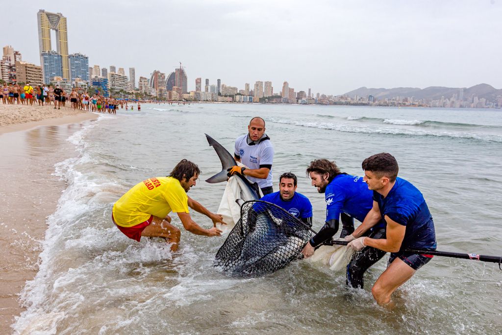 La imagen tiene un atributo ALT vacío; su nombre de archivo es La-tintorera-de-2.5-metros-habi%CC%81a-quedado-varada-en-la-Playa-de-Poniente-de-Benidorm-1.jpg