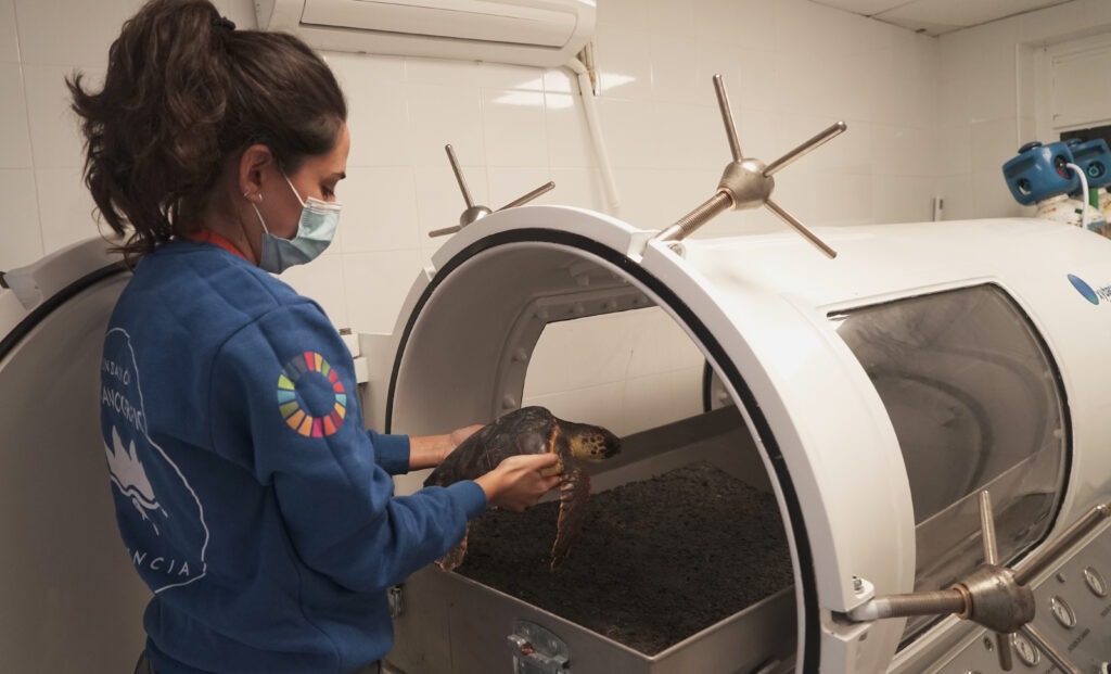 Veterinarian treating a sea turtle with decompression sickness in a hyperbaric chamber