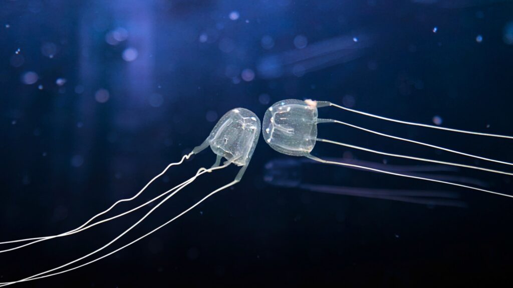 medusa cubomedusa - Carybdea marsupialis