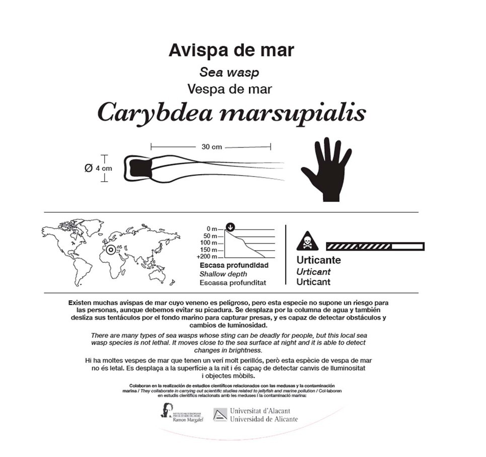 cubomedusa