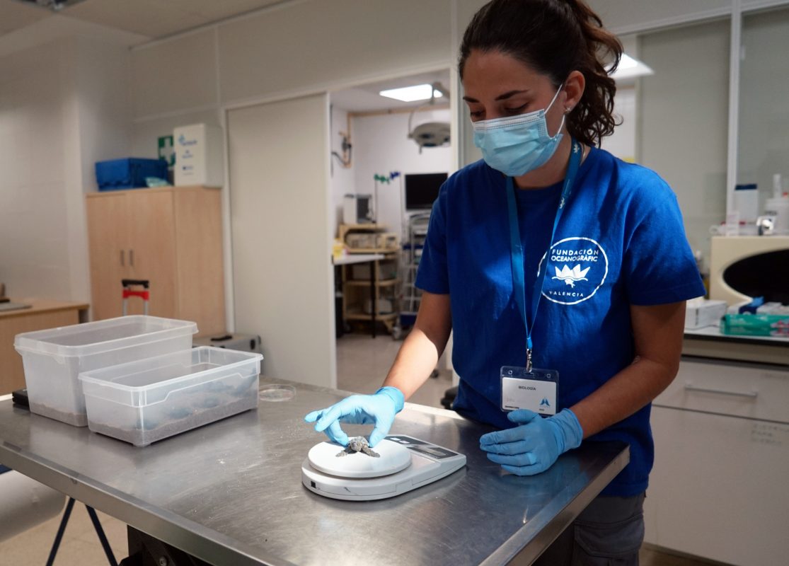 Veterinaria de la Fundación Oceanogràfic pesando un neonato de tortuga marina.