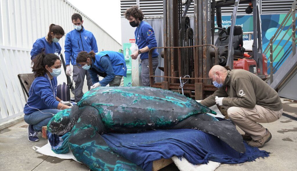 Equipo de la Fundación Oceanogràfic rescata una tortuga marina en peligro de extinción