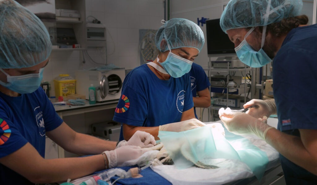 Veterinarios del ARCA del Mar examinan una tortuga marina en peligro de extinción