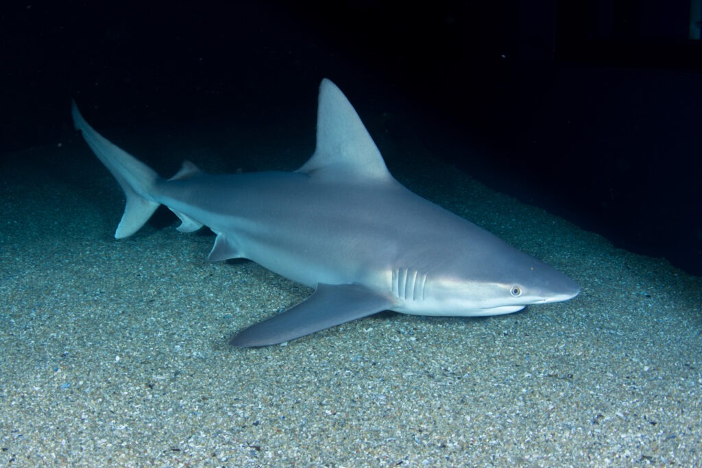 Tiburón gris 