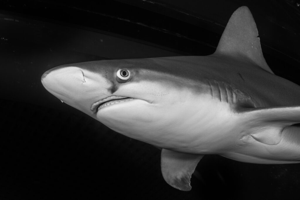 Tiburón gris