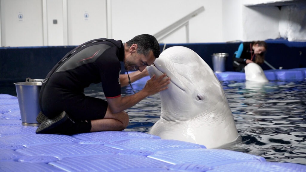 Cuidador junto a la beluga Plombir, uno de los animales Oceanogràfic Valencia