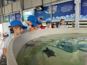 tortugas marinas en el centro de recuperación de animales Oceanogràfic Valencia
