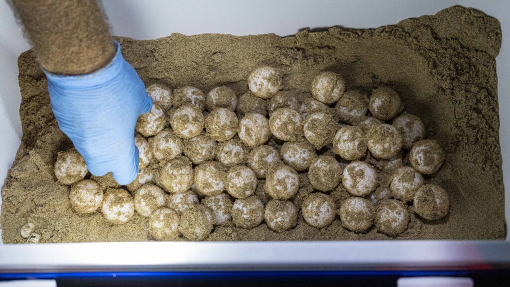 Huevos de tortuga boba recién depositados en el interior de un nido