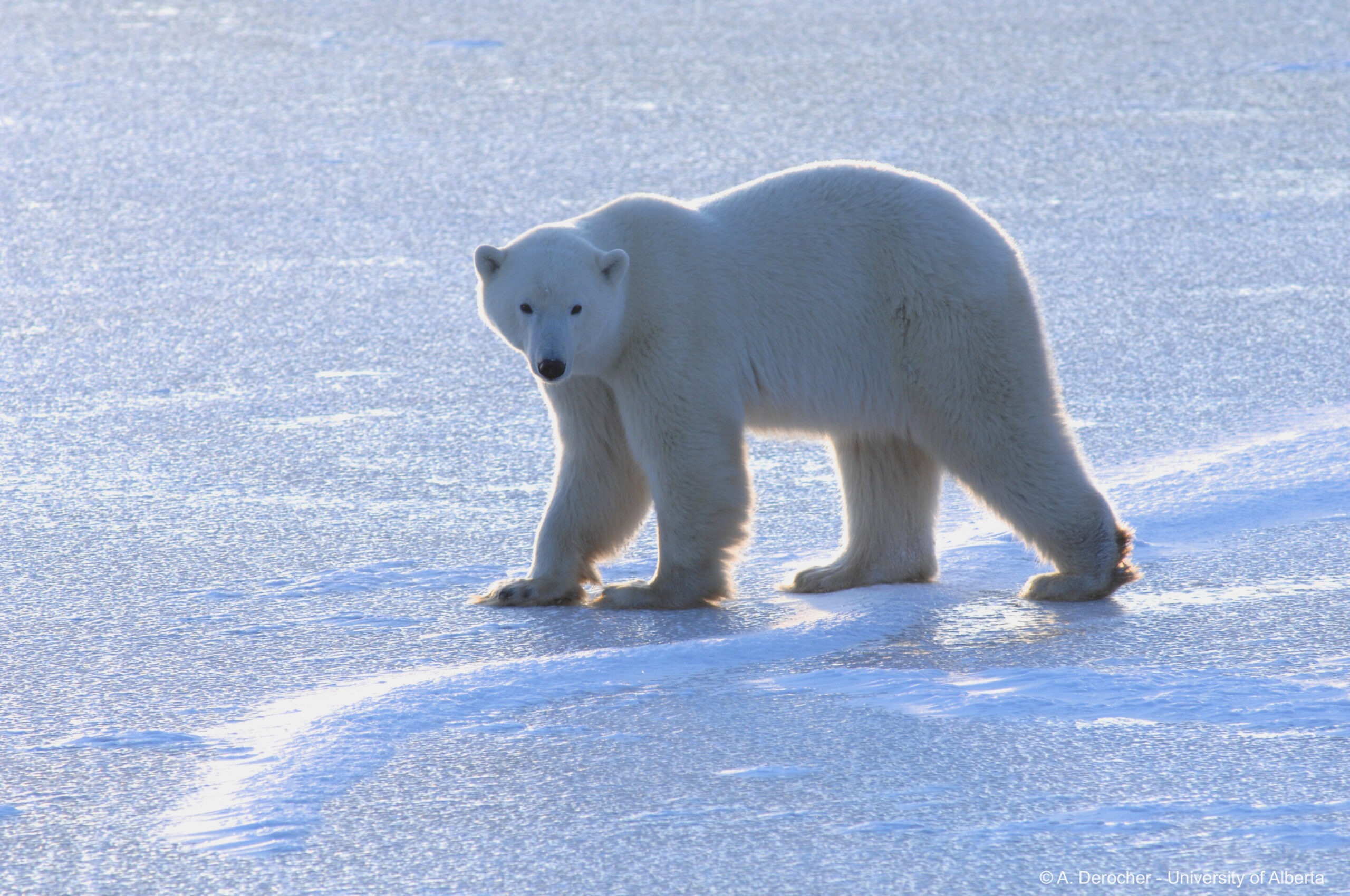 Ice animals. Белый медведь (Лаптевская популяция). Полярный медведь. Белый медведь идет. Животные северных районов.