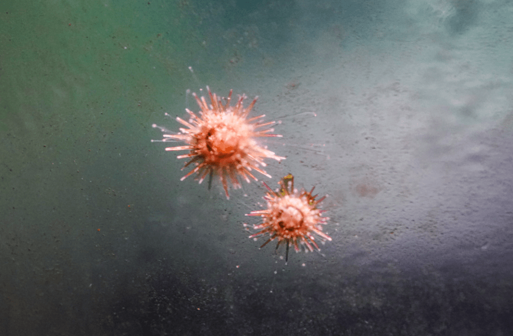 Erizo de mar Erizo de mar