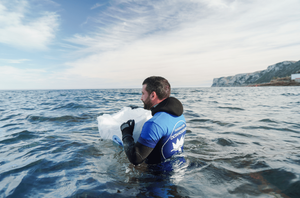 Fundación Oceanogràfic introduciendo erizos de mar en su habitat