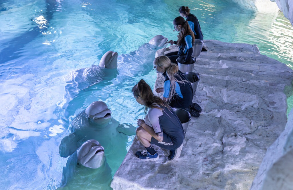 las cuatro belugas oceanogràfic juntas