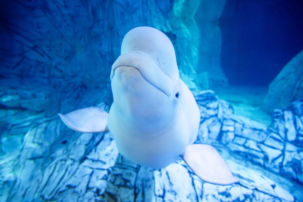 Yulka, beluga hembra del Oceanogràfic.
