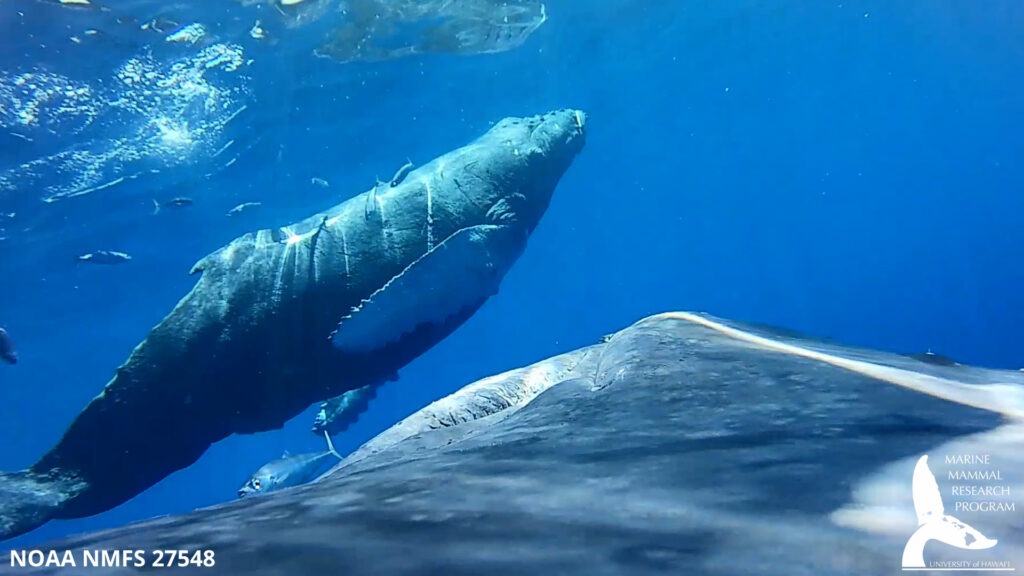 Marcaje ballenas jorobadas o yubartas