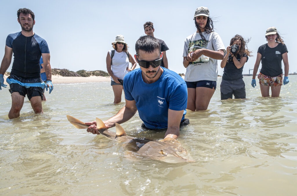 Investigadores del Proyecto Glaucostegus estudiando un pez guitarra