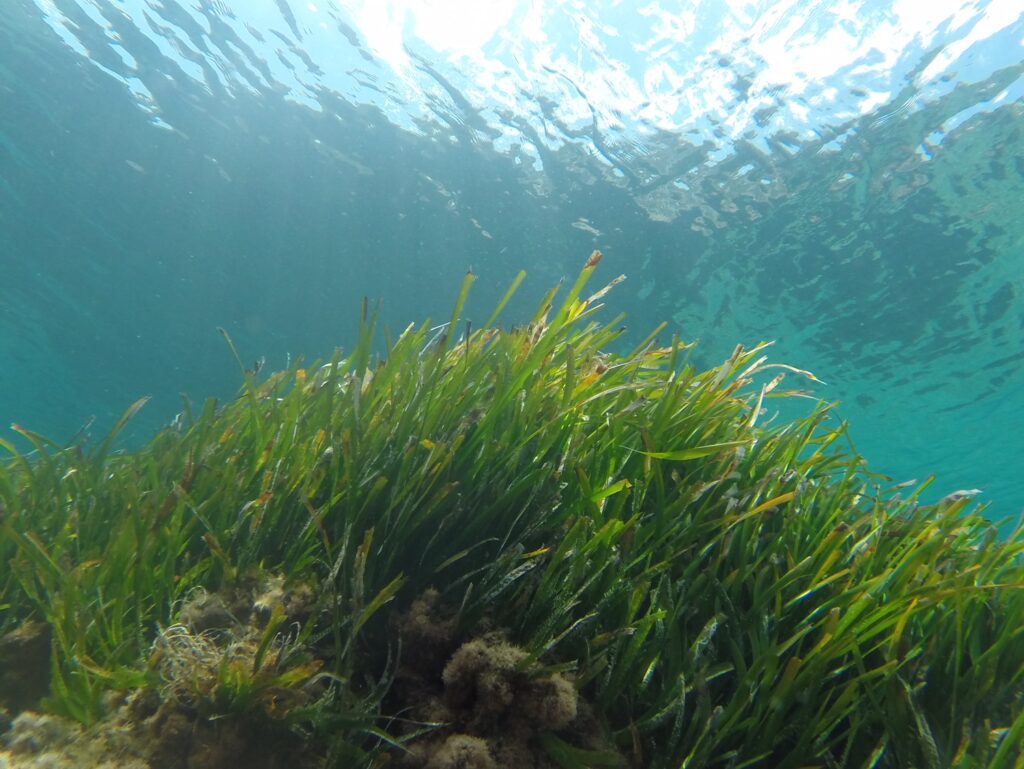 Posidonia