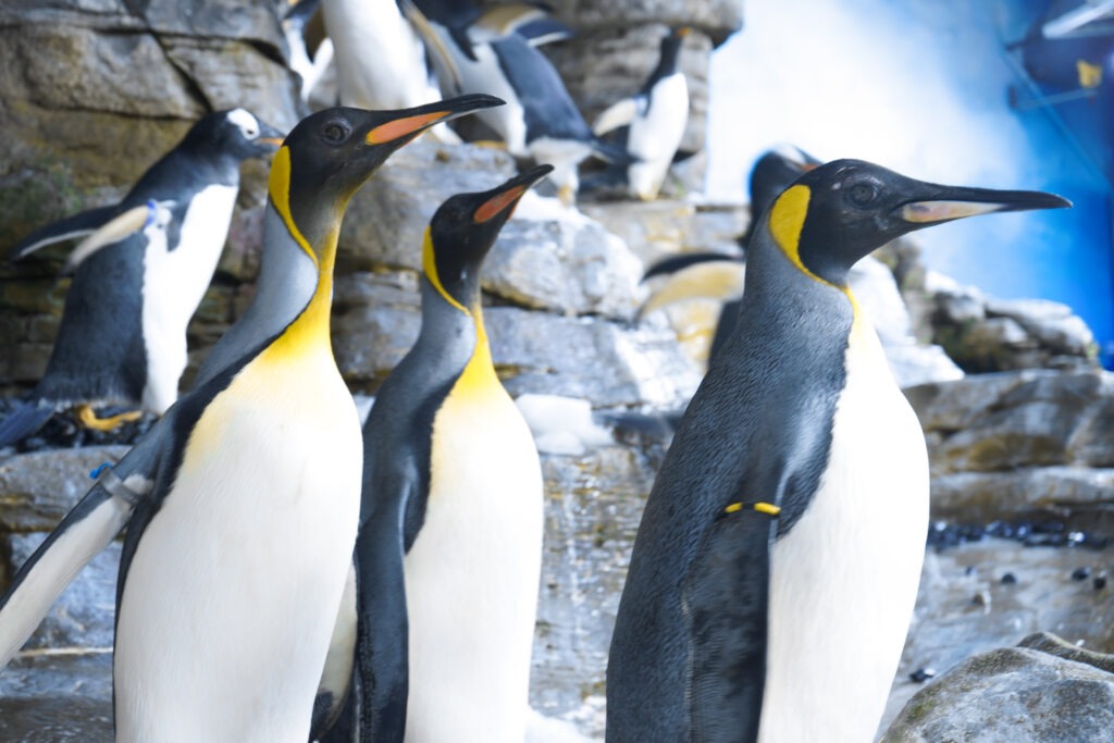Pinguino reale