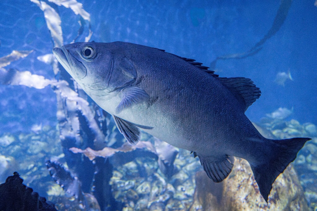 Cherna (Mero de Roca)