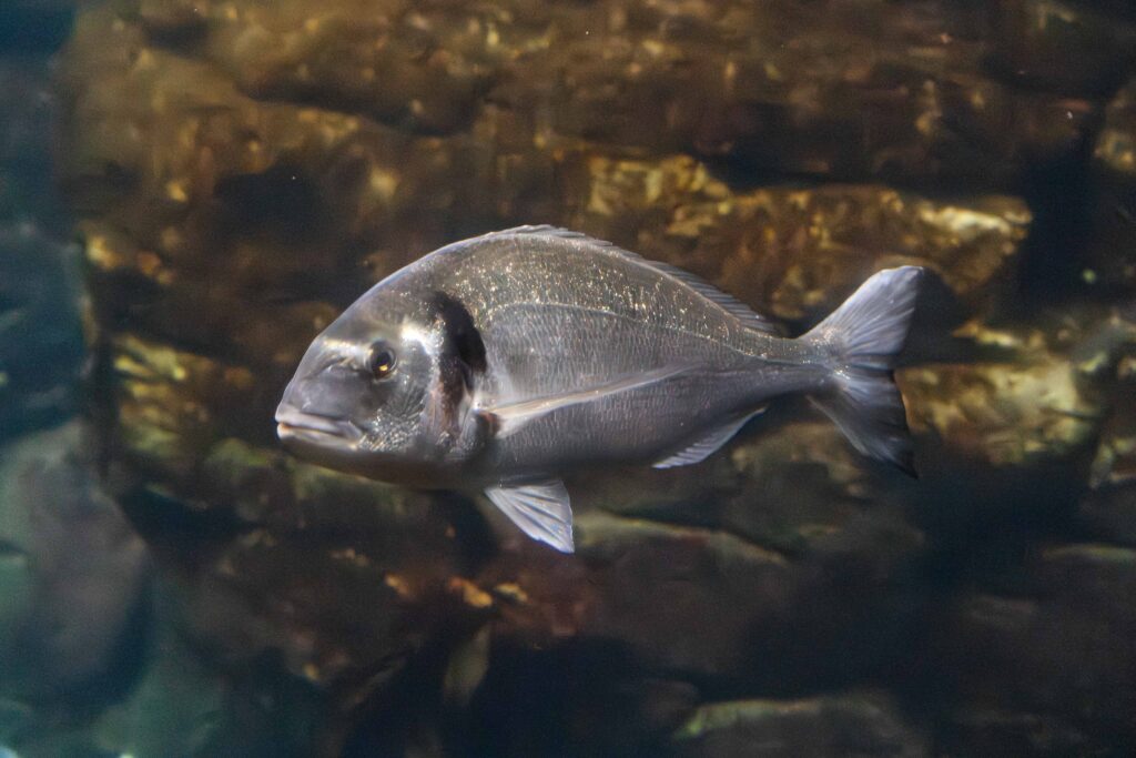 Dorada