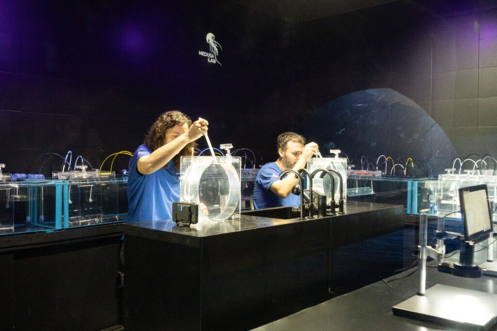 en el Medusalab se reproduce la medusa pelagia noctiluca