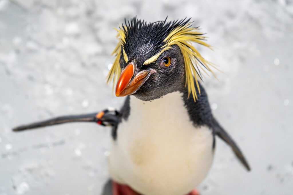 Pingüino Saltarrocas