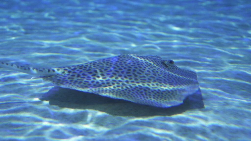 Raya Leopardo