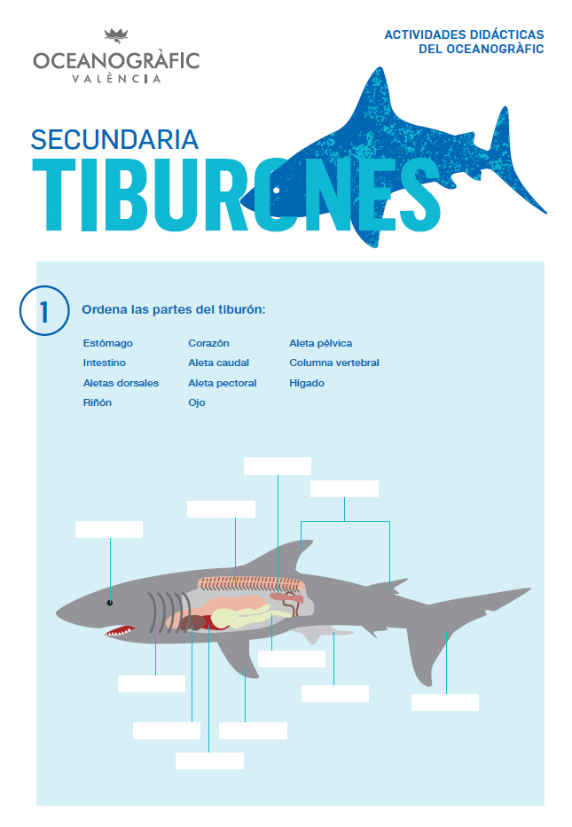 Actividades Tiburones Secundaria