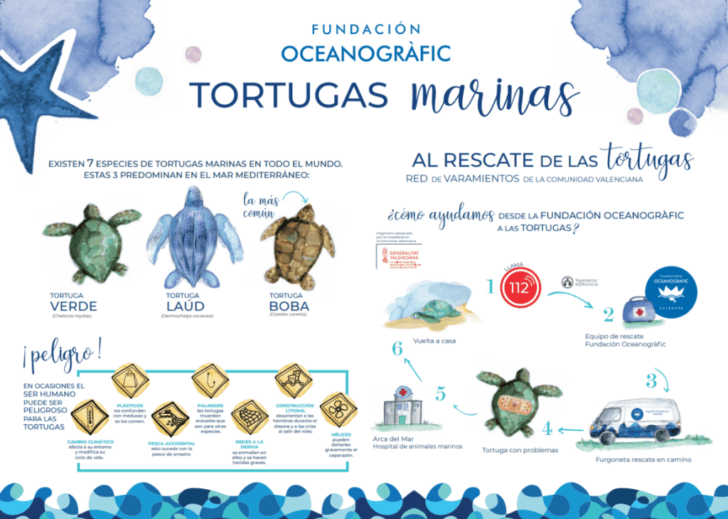 Tortugas, nidos y rastros (Castellano)