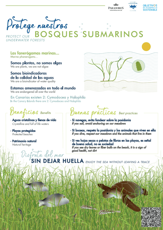 Fanerógamas marinas