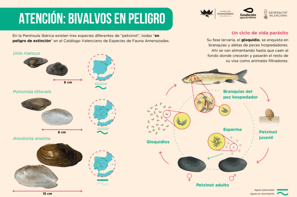 La vida de un petxinot