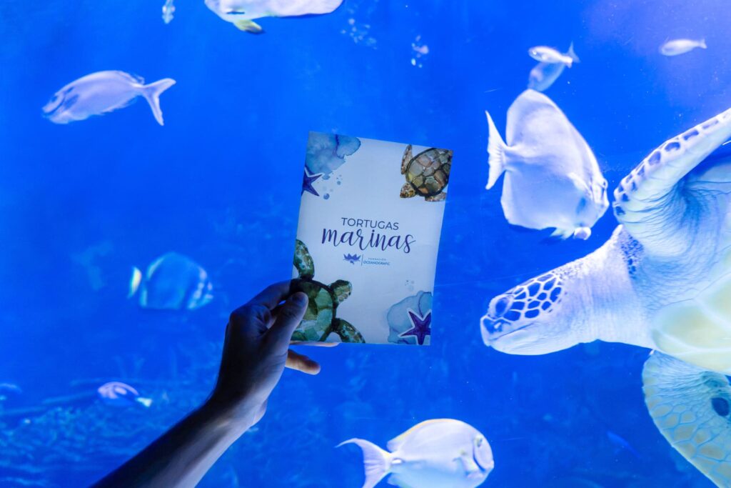 Tortugas Marinas