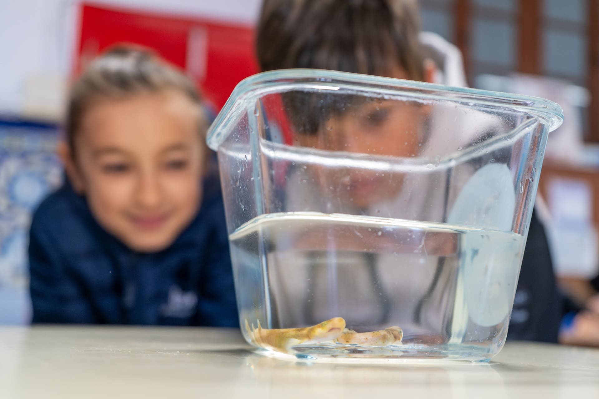 Divertibu_CEIP Santiago Apóstol