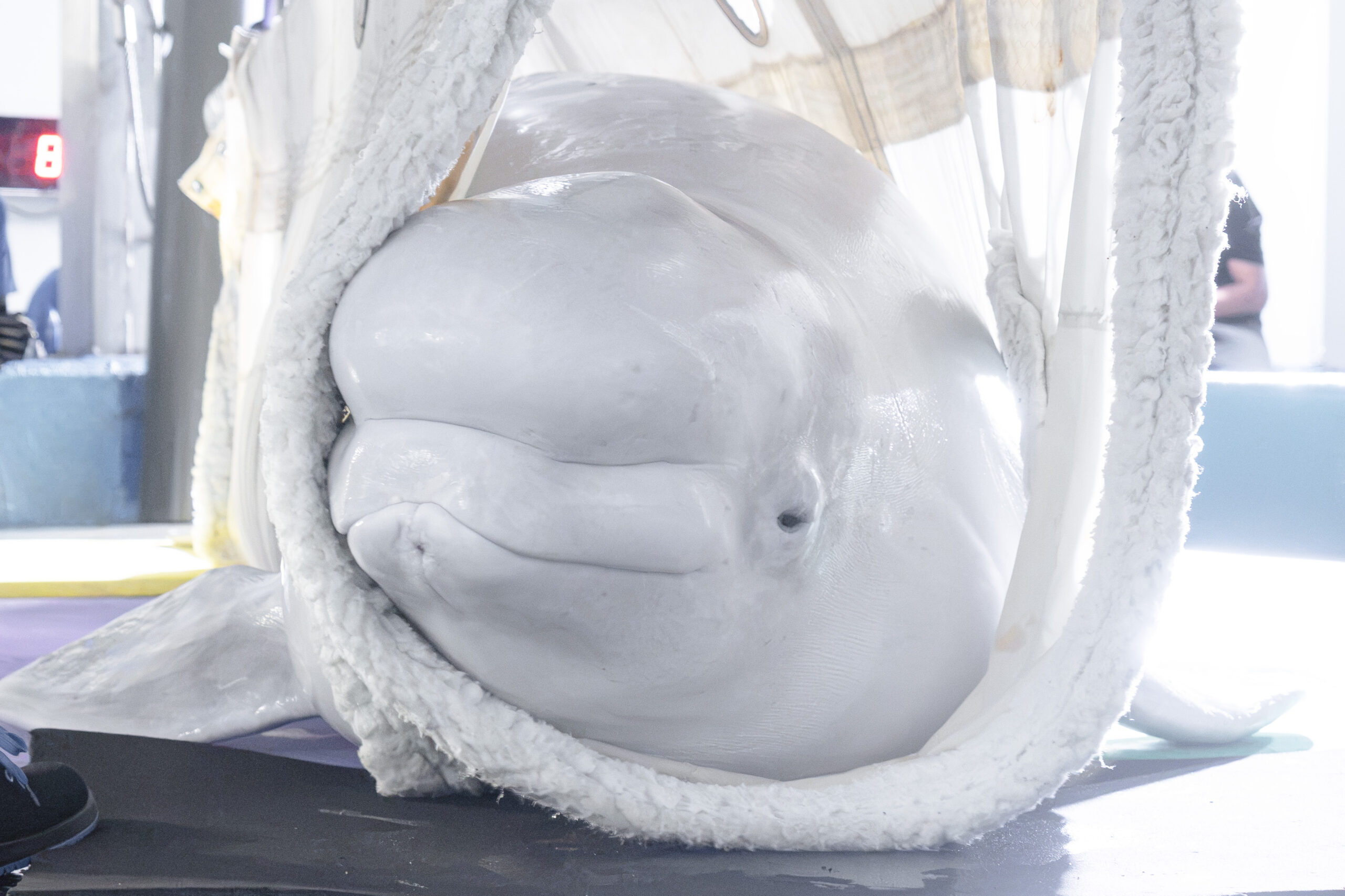 Jelly Bean a su llegada al Oceanogràfic de València