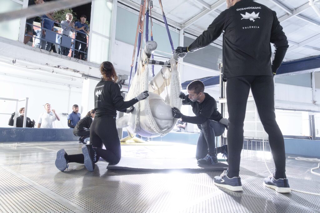 Plombir and Miranda, the two belugas rescued from Ukraine